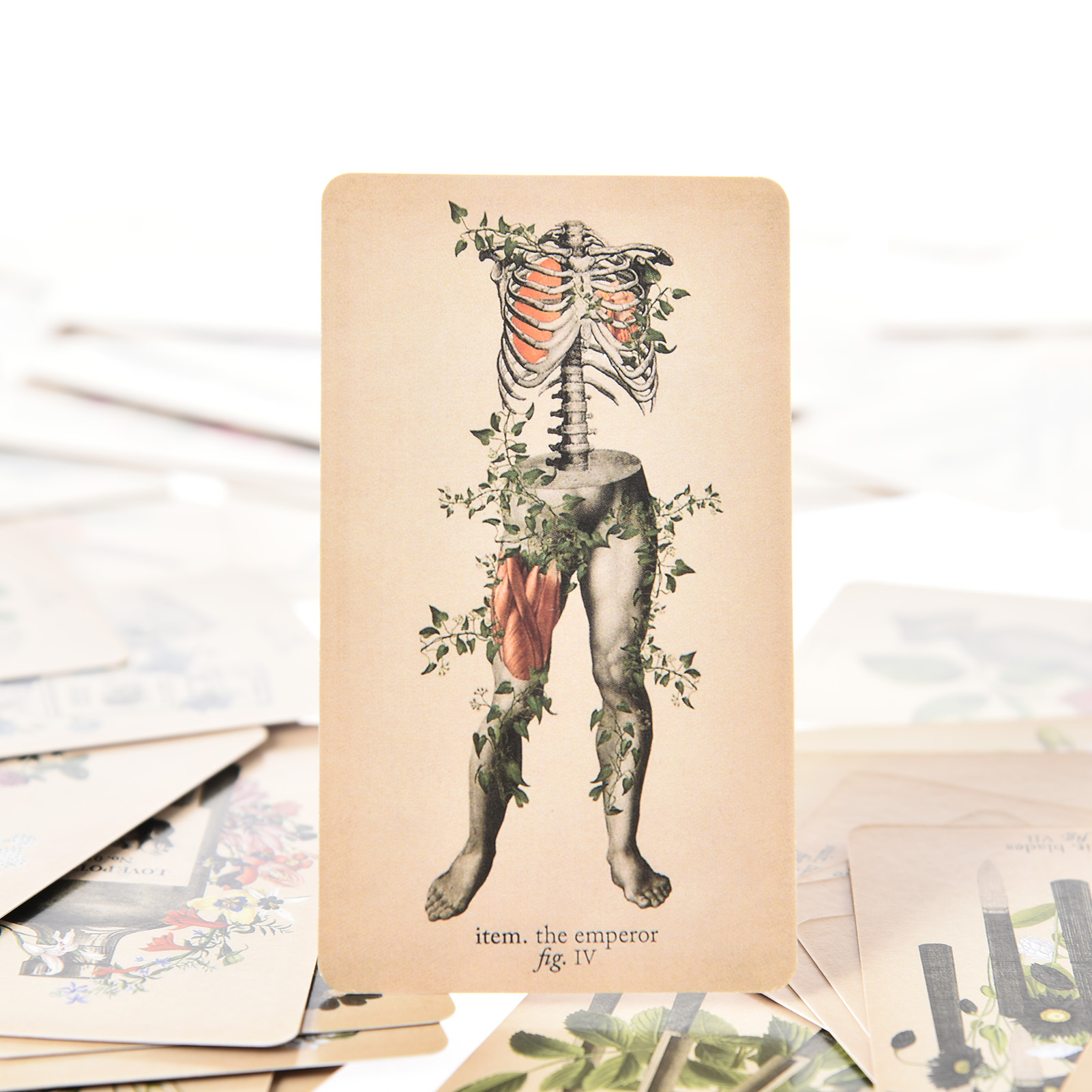Antyczne karty tarota anatomii – Board Game Oracle recenzja i cena